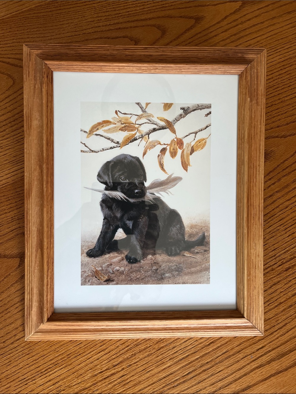 Amy Brackenbury "Featherbrain" Framed Art Print Black Lab Puppy
